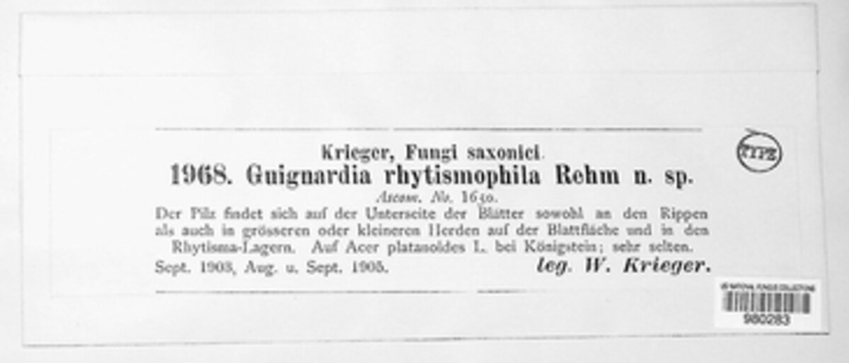 Plectosphaera rhytismophila image